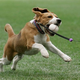 Illustration for article titled These Are Clapping Dogs, Rhythmic Dogs, First-Pitching Dogs, House Dogs, Street Dogs
